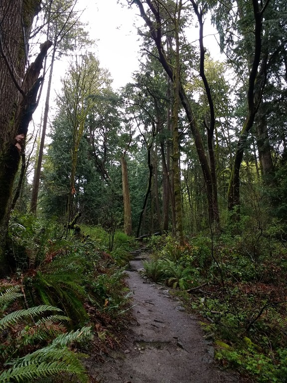 Old Growth Forest In Seattle - Ordinary Adventures