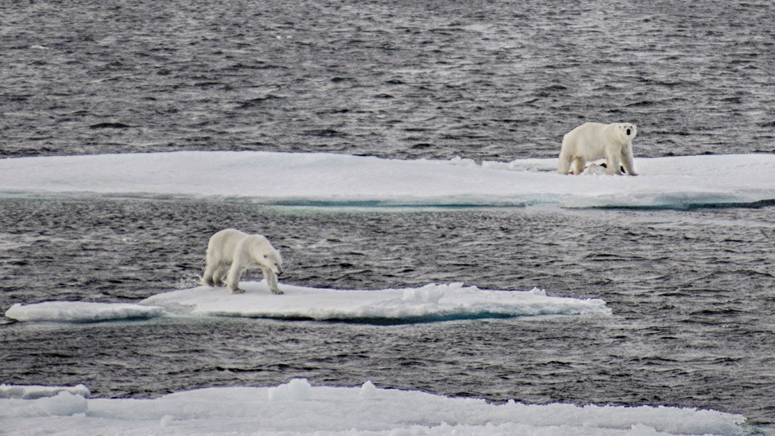 A polar bear defends a harp seal kill against a rival near near Devon Island in Arctic Canada.