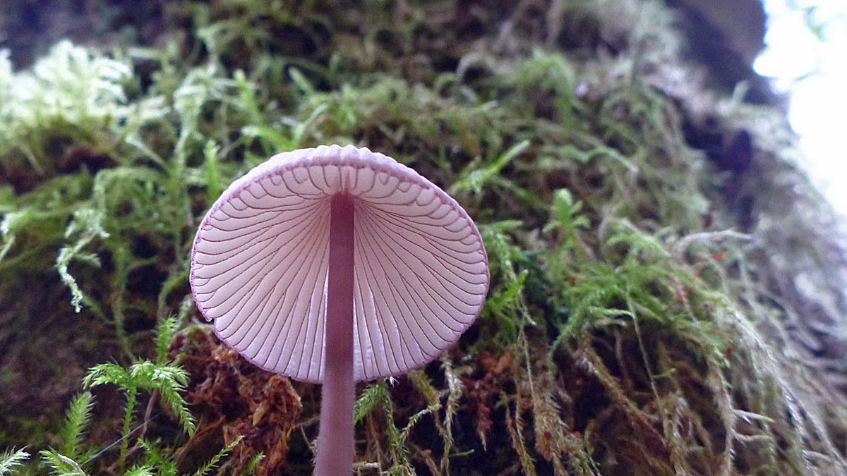 Mushroom picture.