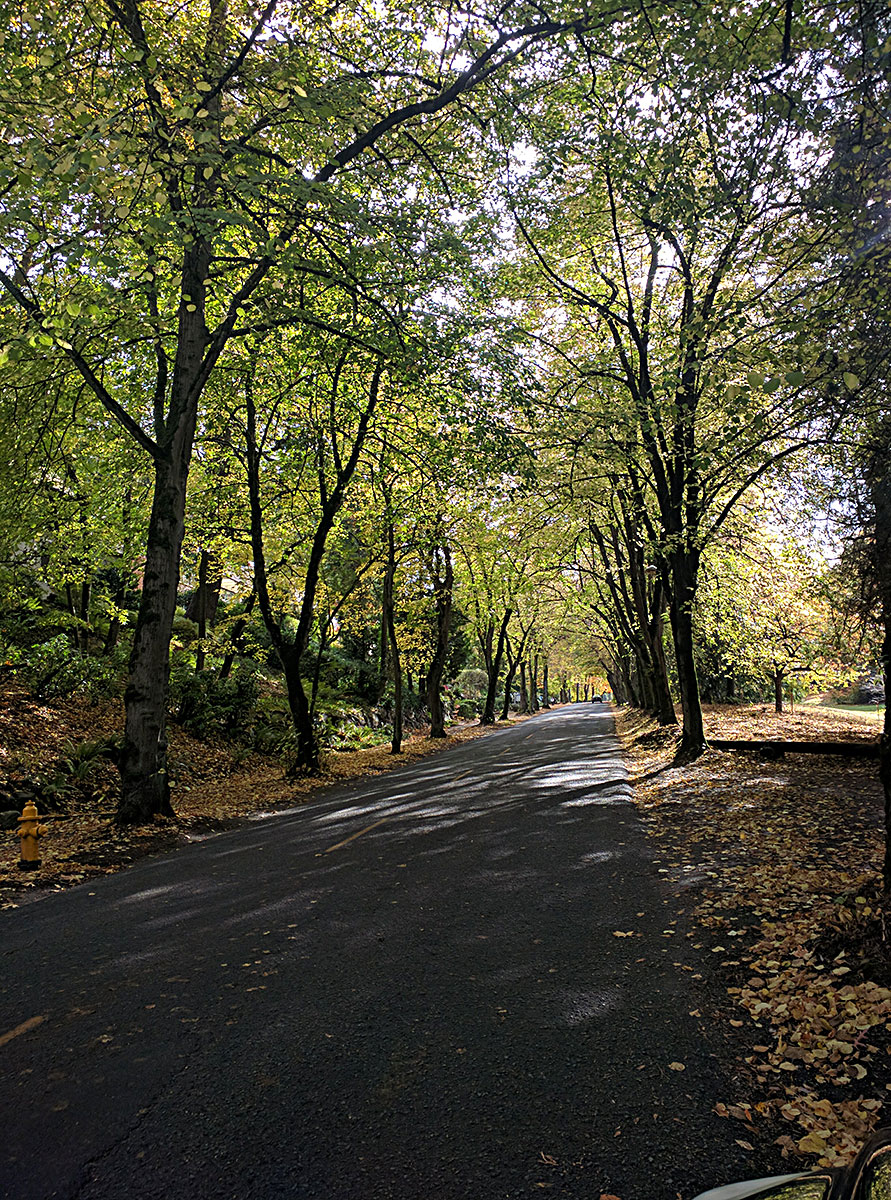 Mt. Baker park leads down to Lake Washington