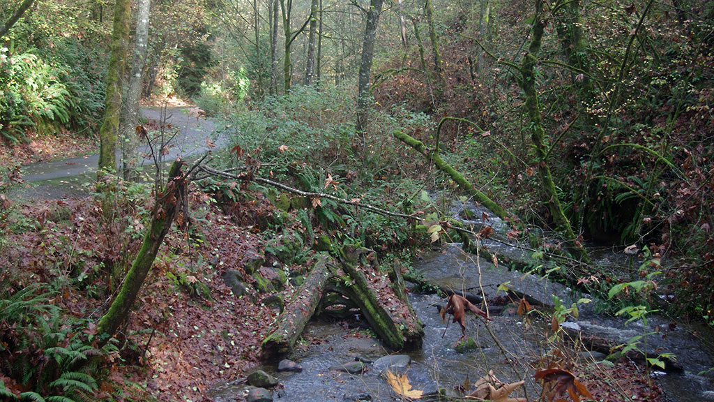 Des Moines Creek Trail