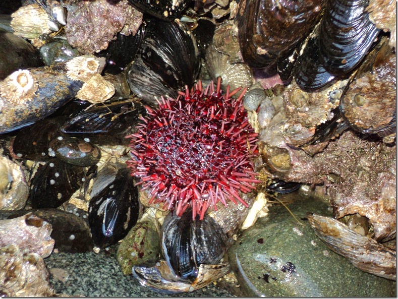 sea urchin in tidepool