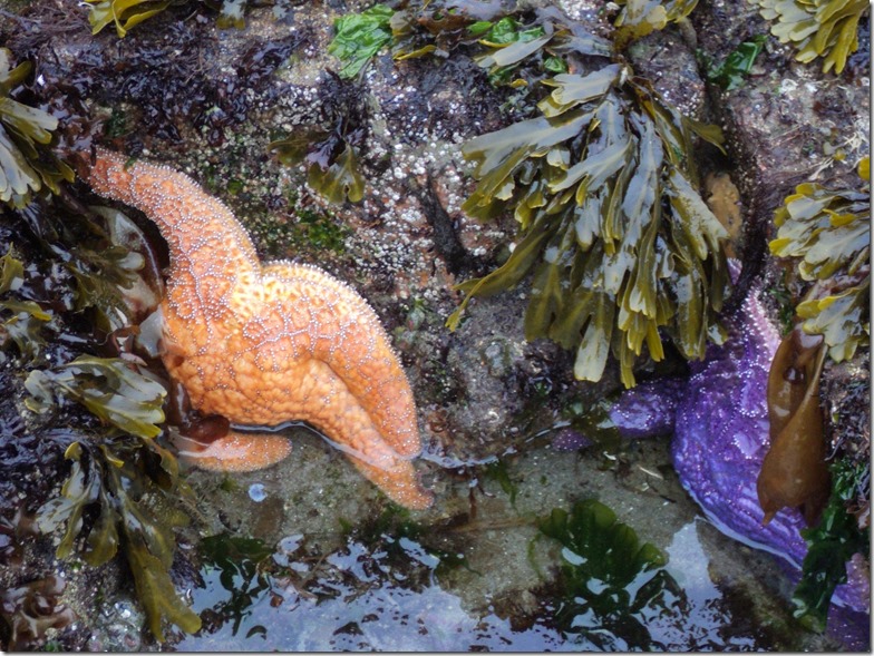 Salish sea seastar tidepool