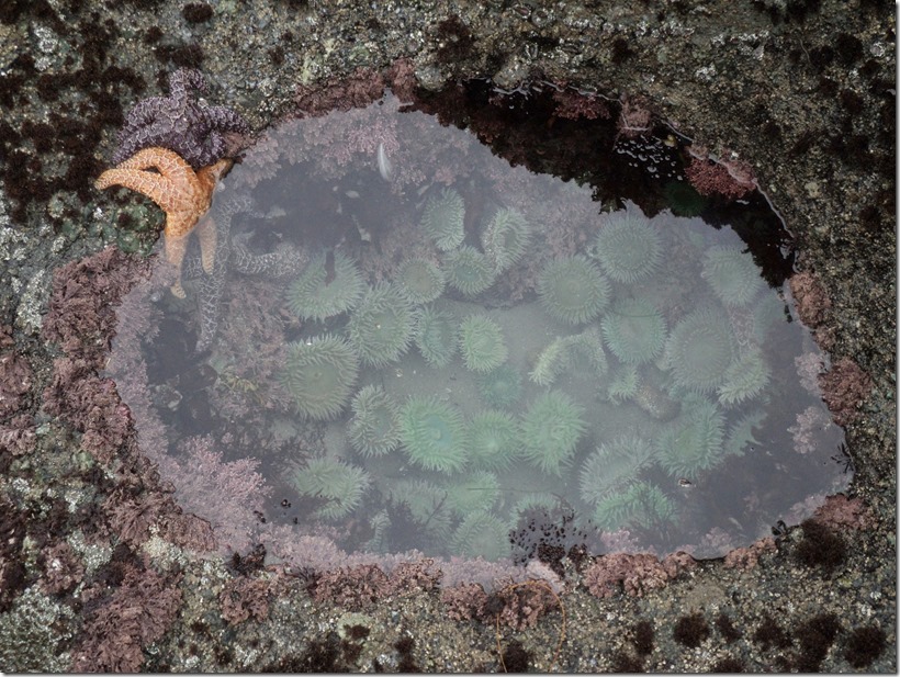 tidepool animals