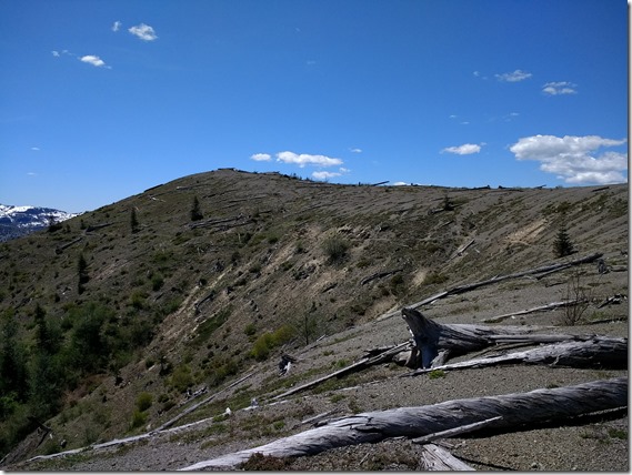 a hill with decaying flattened trees lying along it