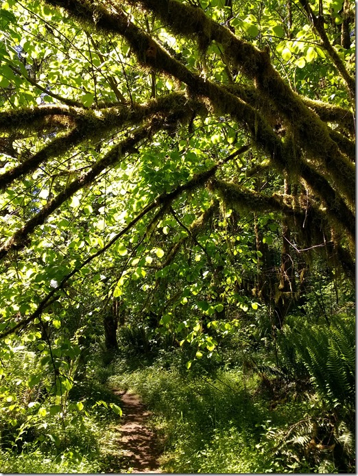 Dense green undergrowth in a rainforest