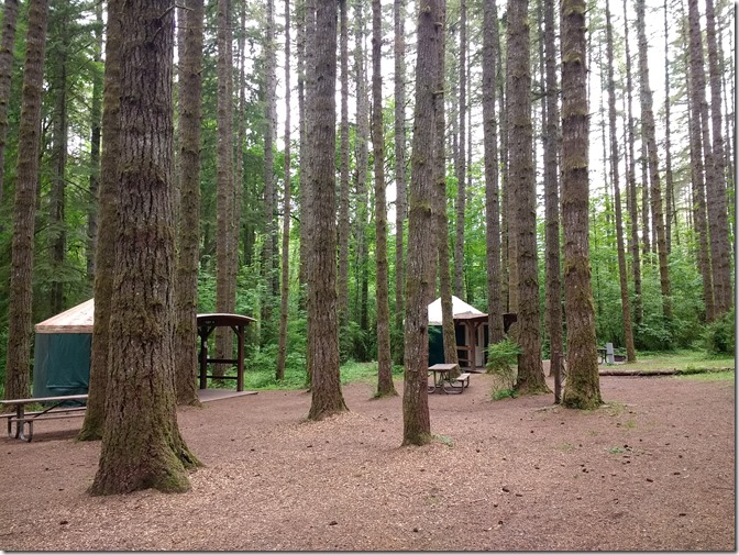 A forest with two yurts and two picnic tables