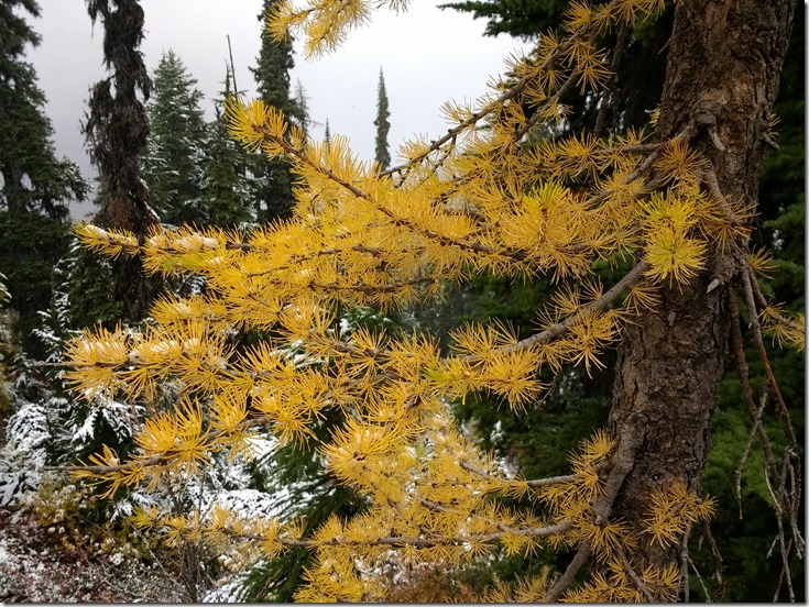 Bright yellow larch needles against a background of evergreen trees and fresh snow