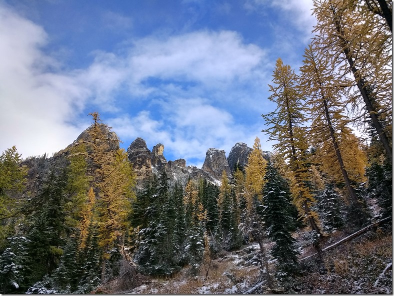 Golden larches mix with evergreen trees against high mountains on the Blue lake larch hike. There is a dusting of snow on the trees and rocks and the sky is blue with white clouds