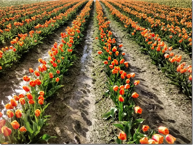 Orange tulips in rows in a muddy field