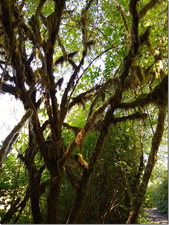 Moss covers the trees in the Quinalt Rainforest, part of a summer day trip to olympic national park