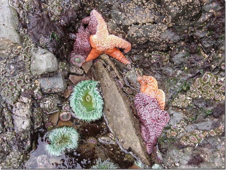 Tidepool animals on a day trip to Olympic National Park. There are several green anemones as well as orange and purple sea stars