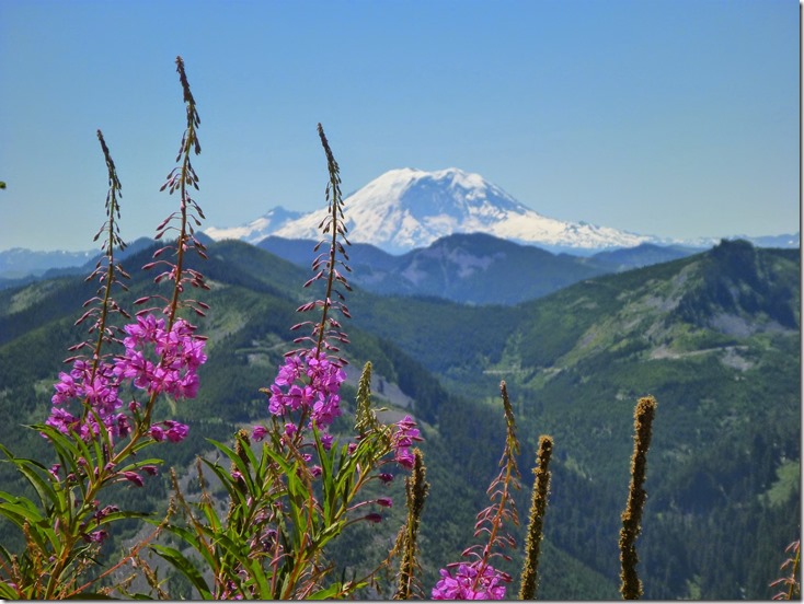 Mt Rainier in the background with high green mountains and purple flowers in the foreground
