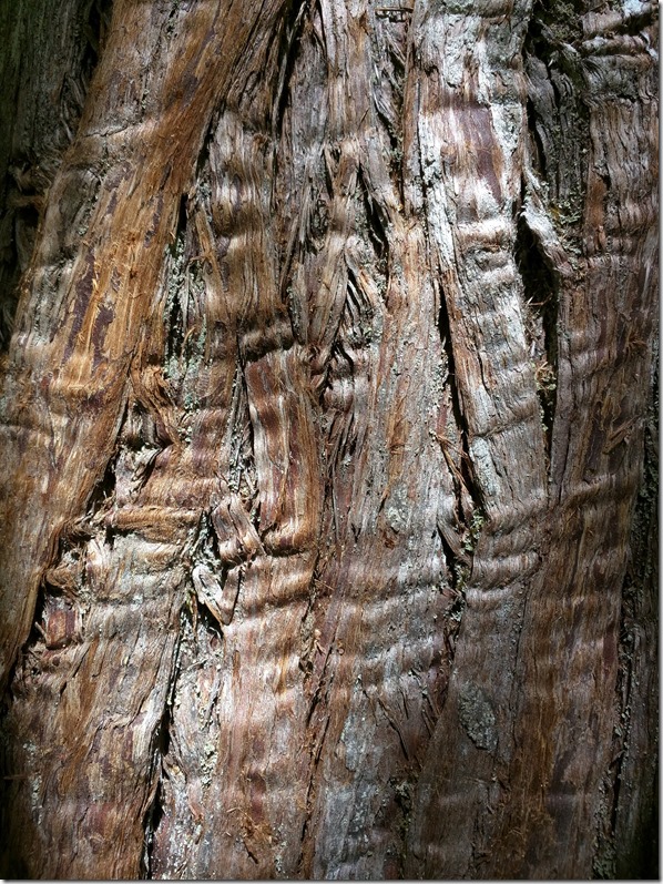 old growth Cedar tree bark mt rainier