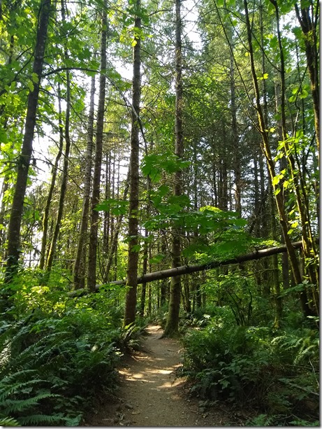 Forest along Chirico Trail to Poo Poo Point