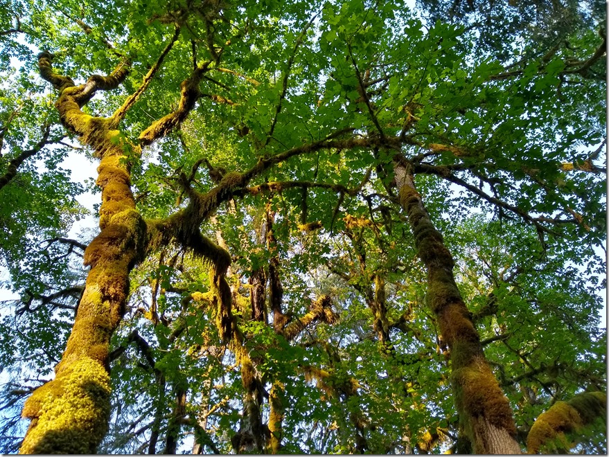 Towering green trees covered in moss in the Queets Rainforest. 