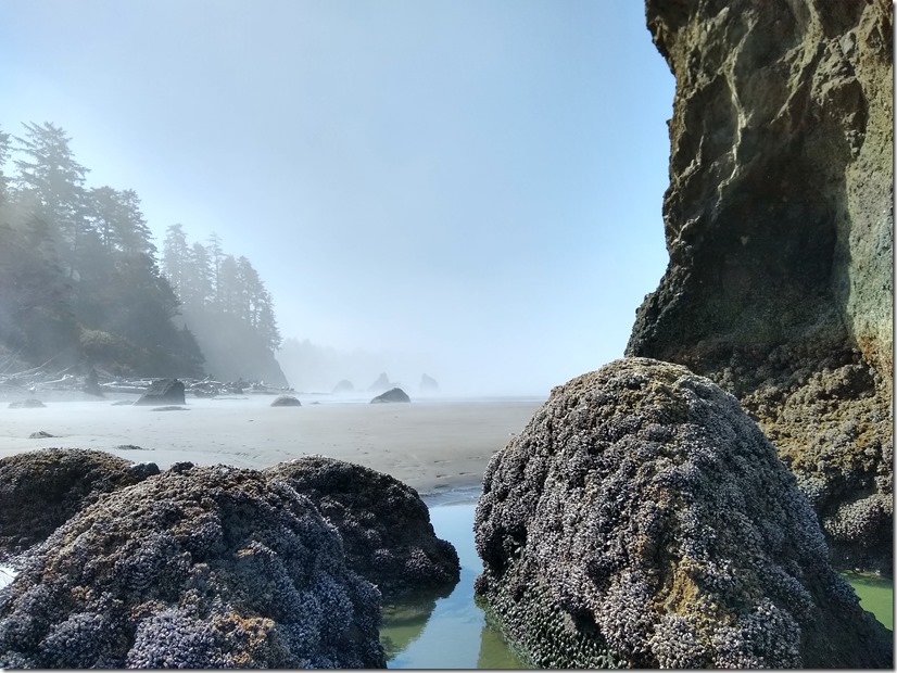 Tidepools and rocks covered in barnacles on a sandy beach next to evergreen trees on a foggy and sunny day