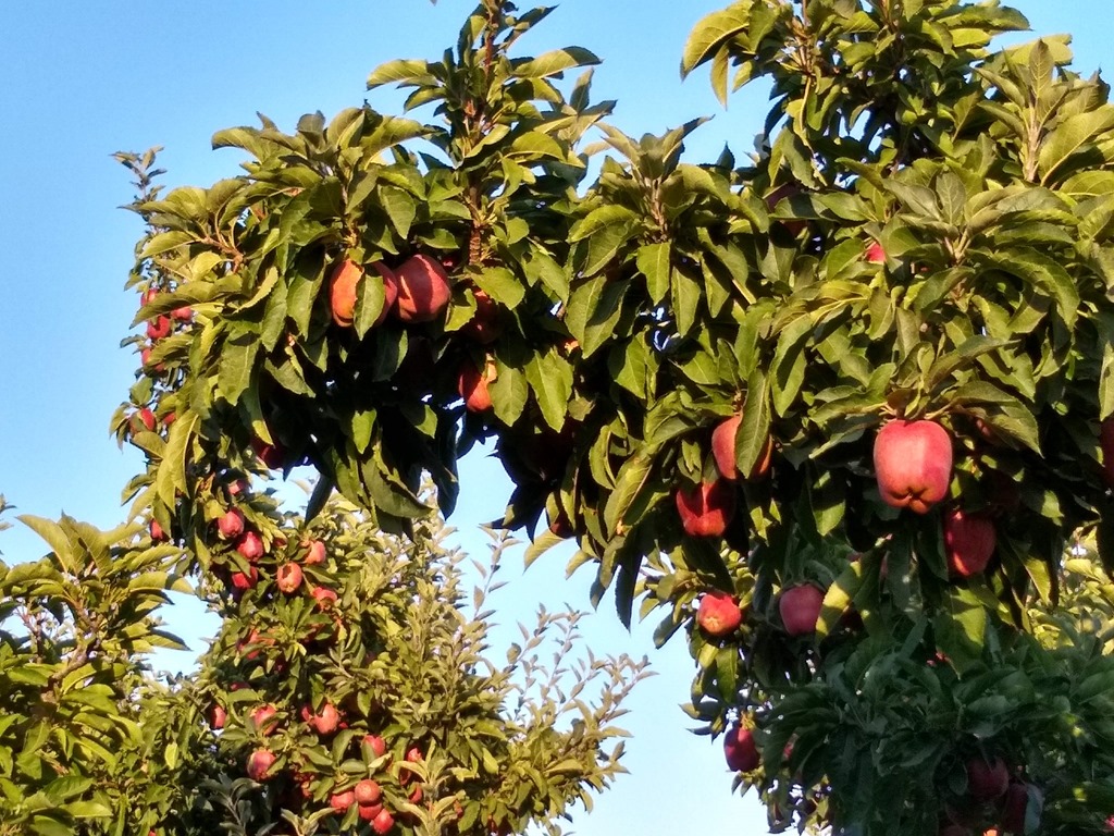 Apple trees with red apples in the sunshine in the yakima valley, one of the best weekend getaways from seattle in the spring and fall