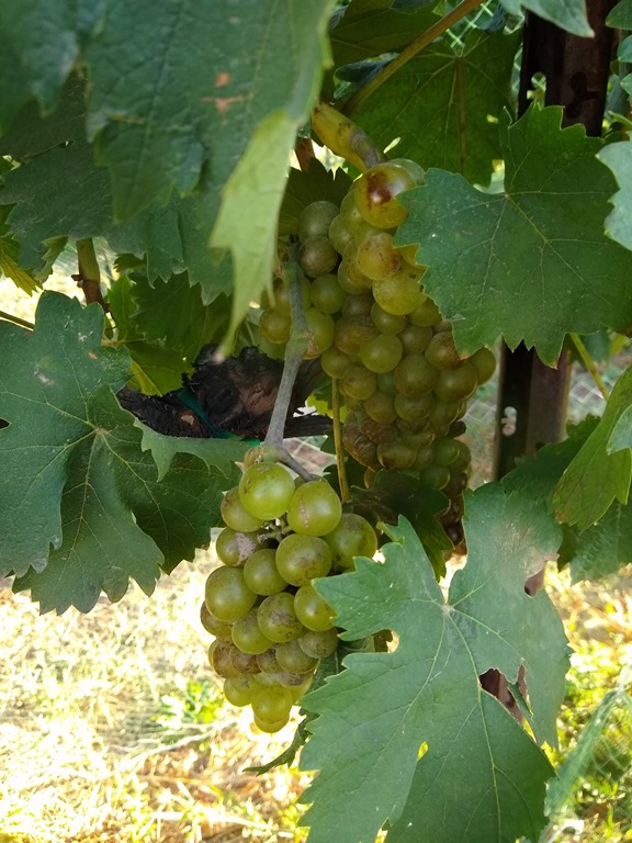 washington wine grapes on vine