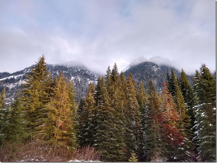 Evergreen trees in the foreground and forested mountains surrounded by clouds