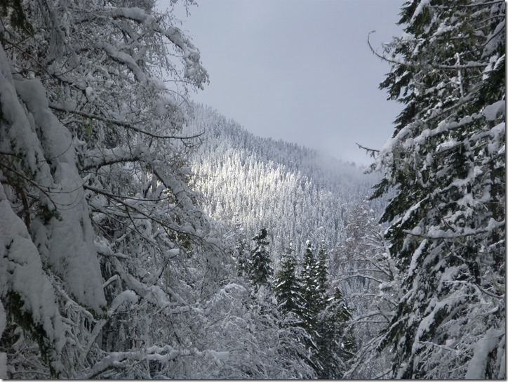 winter day trip to mt rainier snowshoeing east entrance