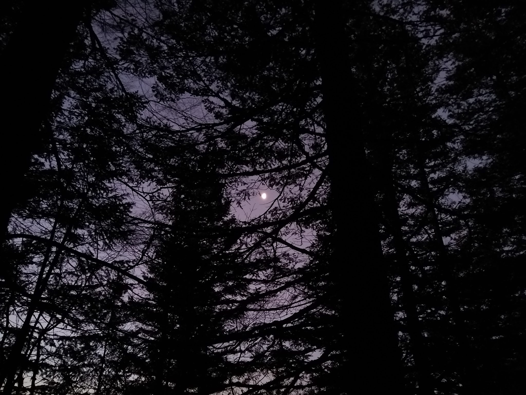 The moon seen in early morning light in the forest