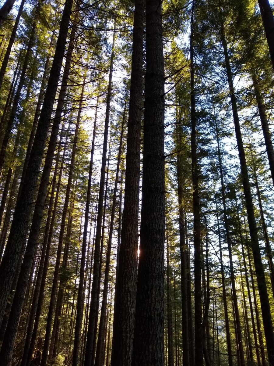 Stand of trees with morning light shining