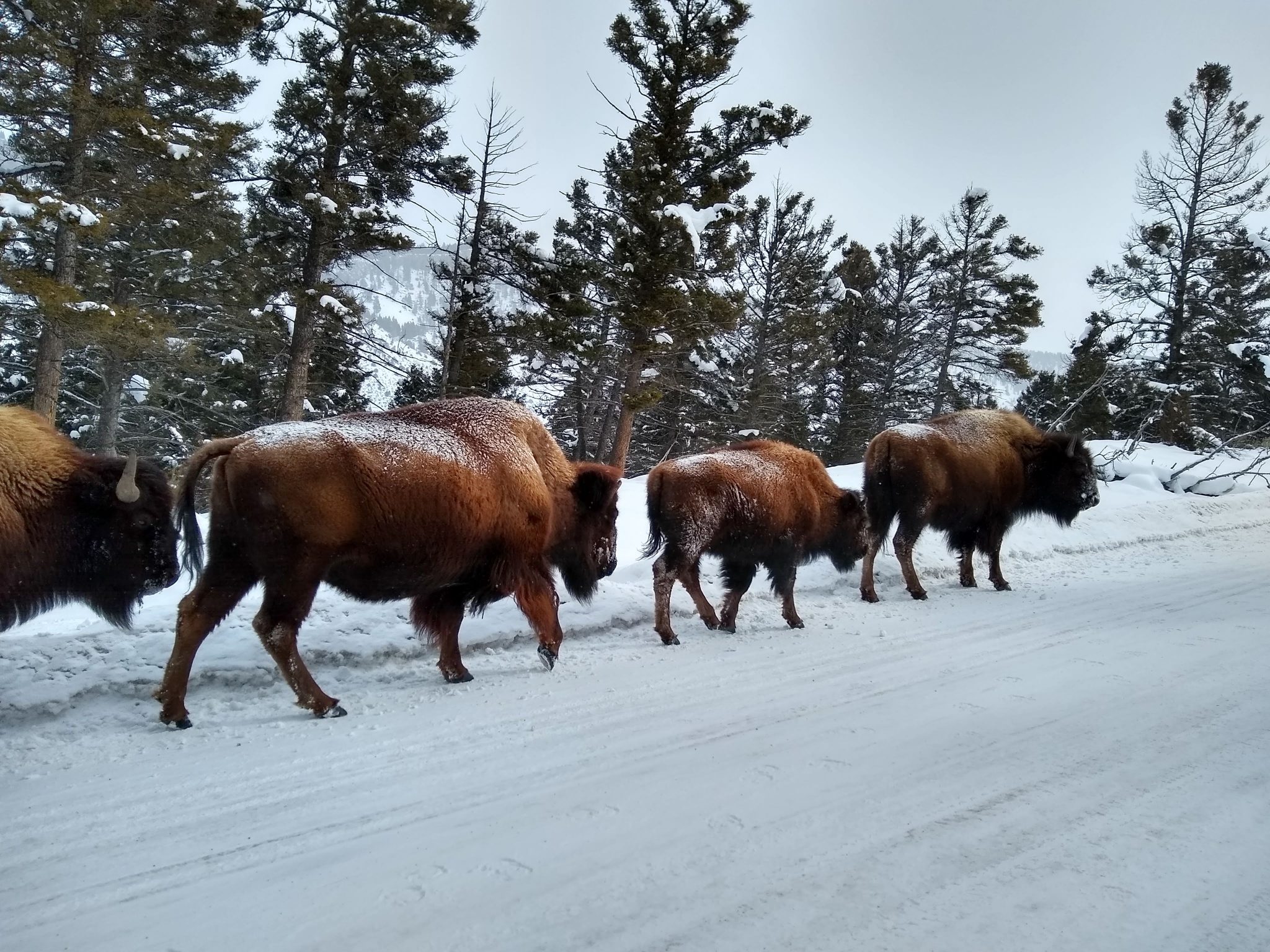 Bison walk along a snowy road through the forest