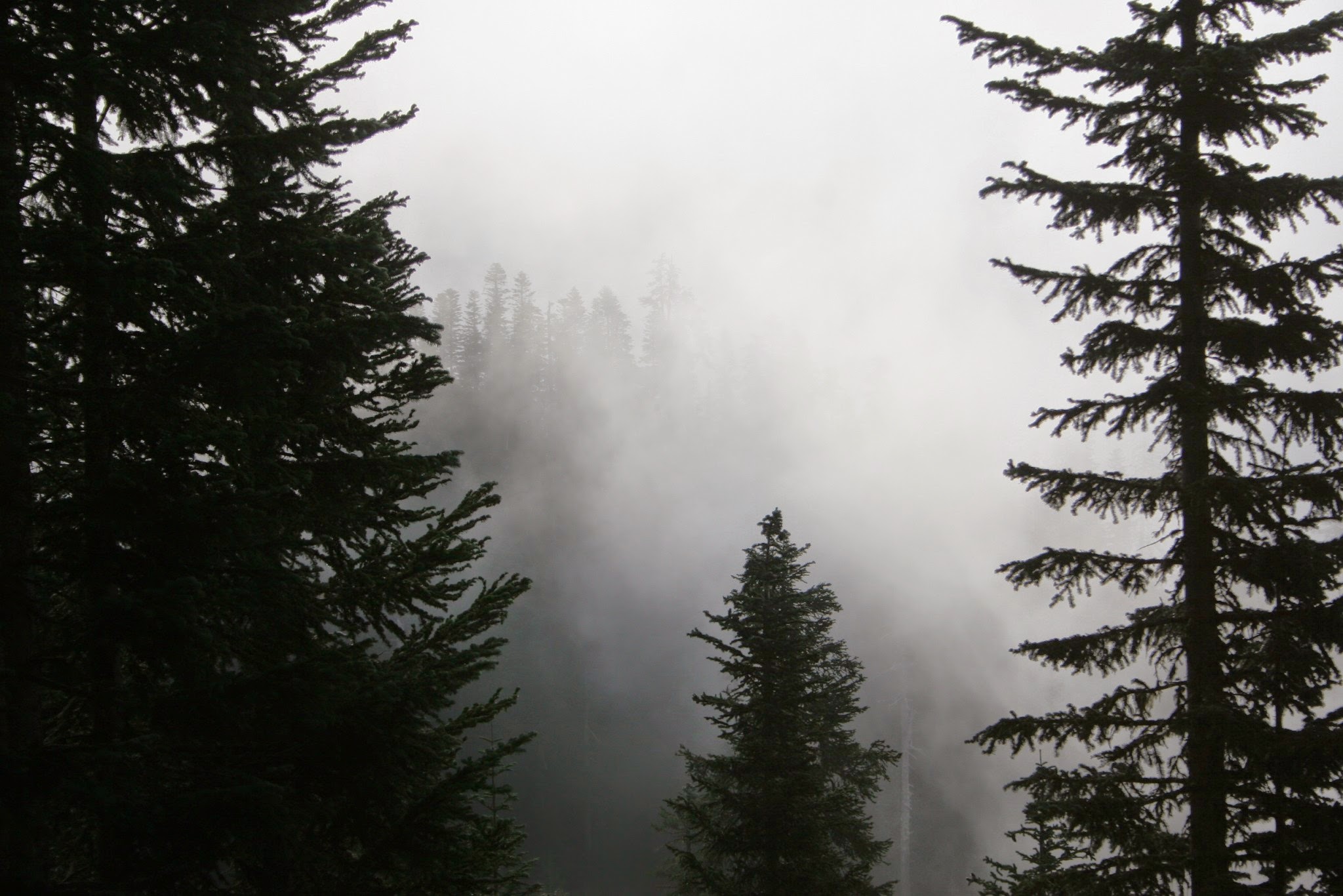 A forest of evergree trees in teh fog