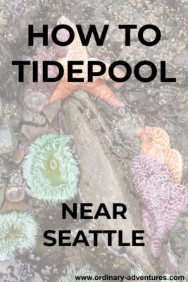 Two orange seastars, one purple seastar and two green anemones in a tidepool.