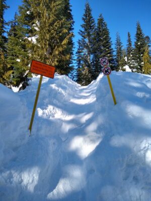 A snowbank with two trail signs in it and lots of evergreen trees