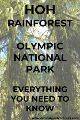 Tall trees thick with moss. Text reads: Hoh Rainforest Olympic National Park, Everything you need to know