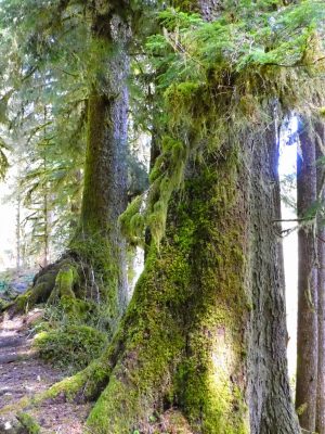 Tall old growth trees covered in moss along a trail