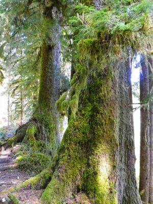 Several large trees next to a trail with moss on their trunks