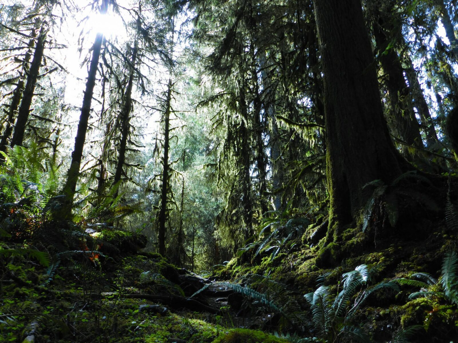 Dark green trees and heavy green undergrowth of ferns and moss in Olympic National Park, a weekend getaway from seattle