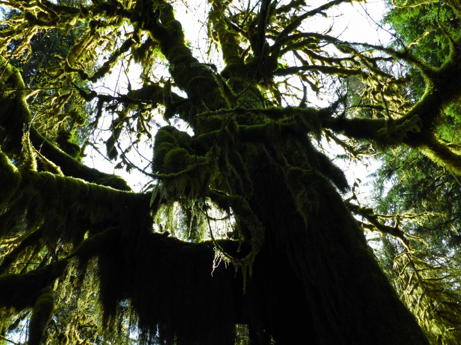 Large tree covered in moss in a rainforest