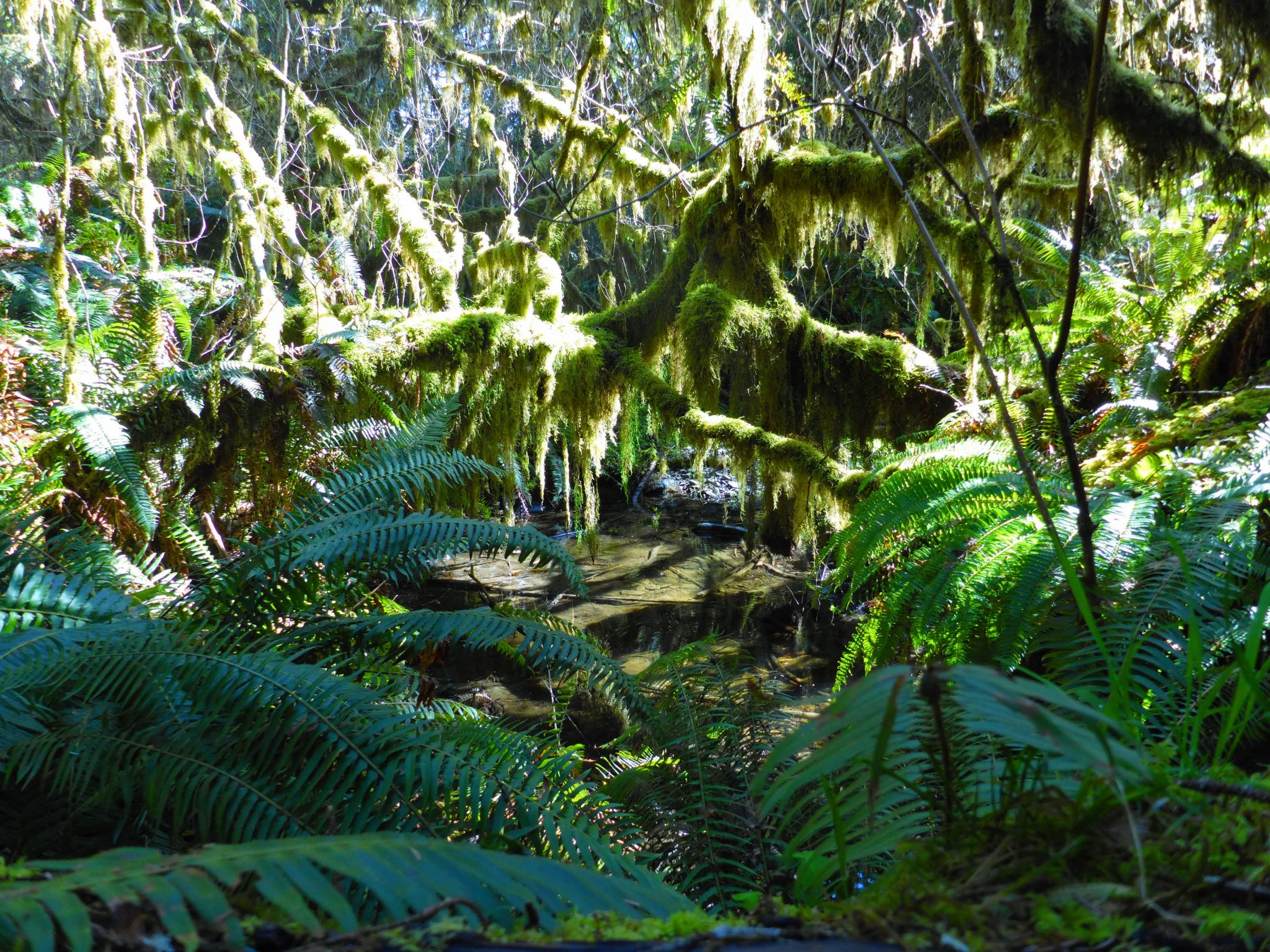 Ferns and low branches covered in moss in a forest environment