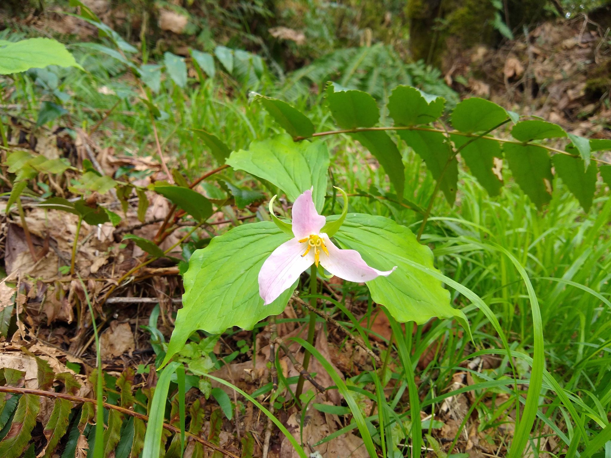 A wildflower with three light purple petals and a yellow center in the green grass of the forest floor