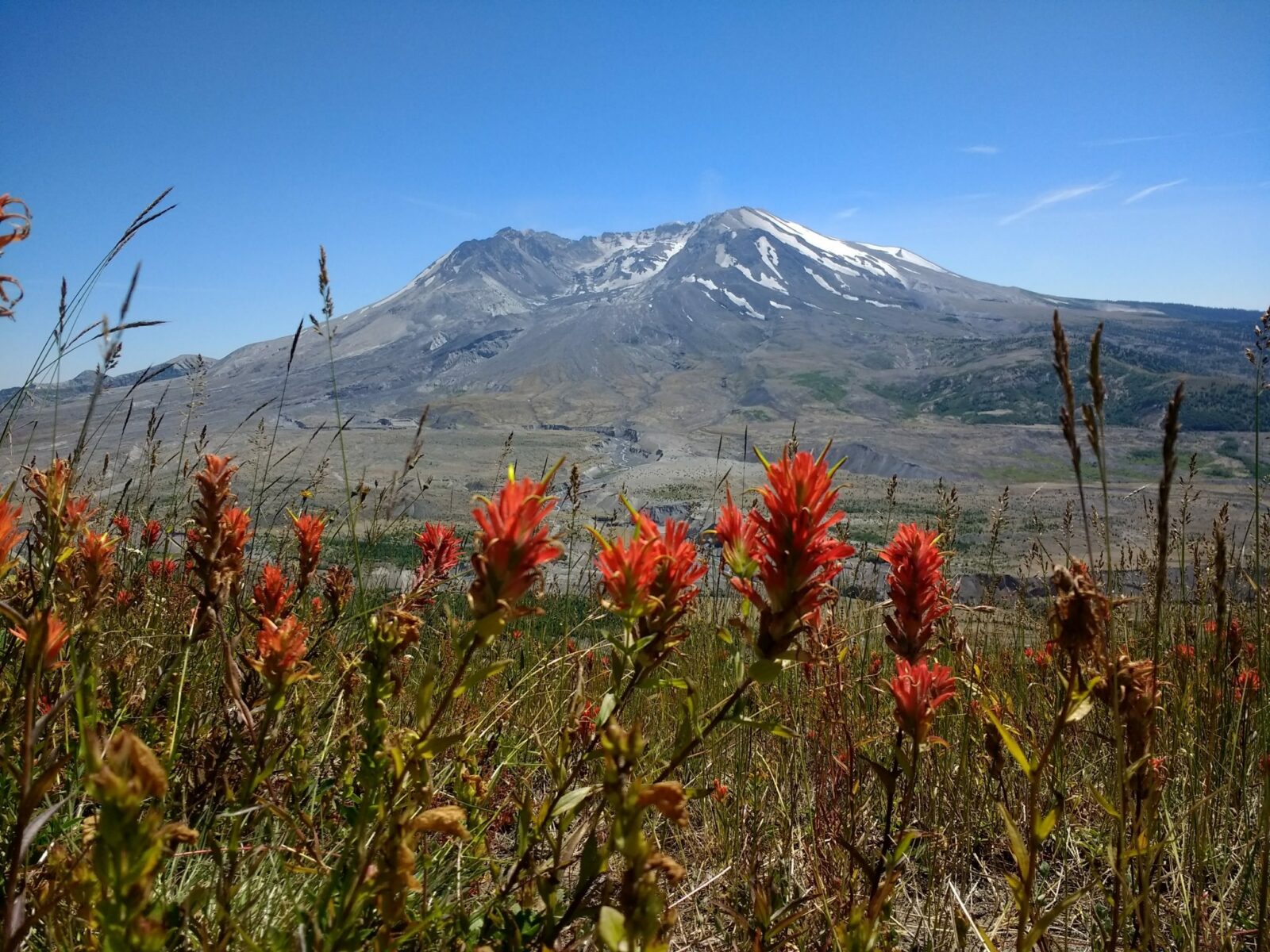 Volcano against a blue sky with red wildflowers in the foreground