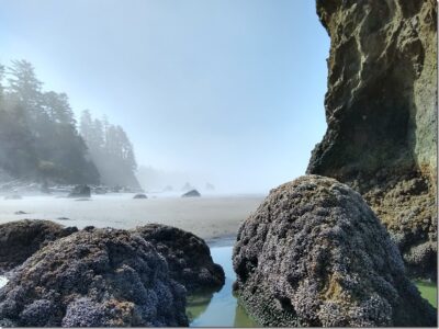 Rocks covered in mussels and tidepools along a sandy beach lined with trees and fog