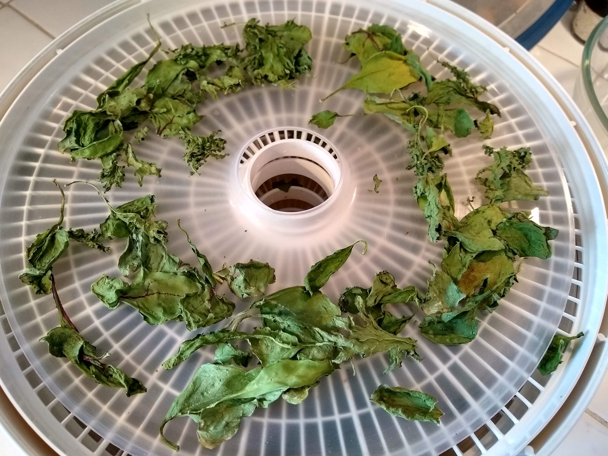 A dehydrator tray with dried spinach and kale