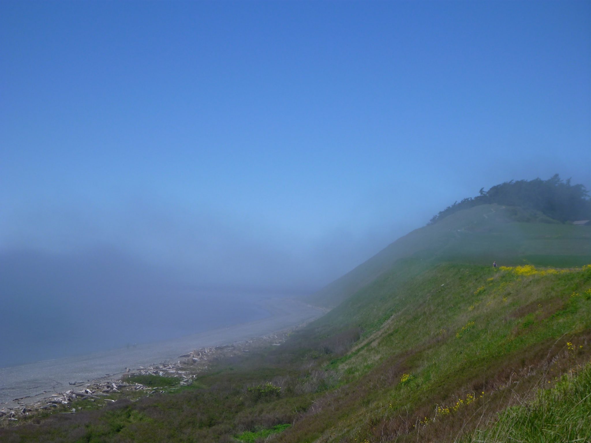 A bluff with trees and yellow flowers on the right and a beach with driftwood on the left. It's a sunny day with blue sky and there is fog rolling across the water