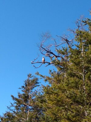 An eagle sits in a tree keeping watch against the blue sky