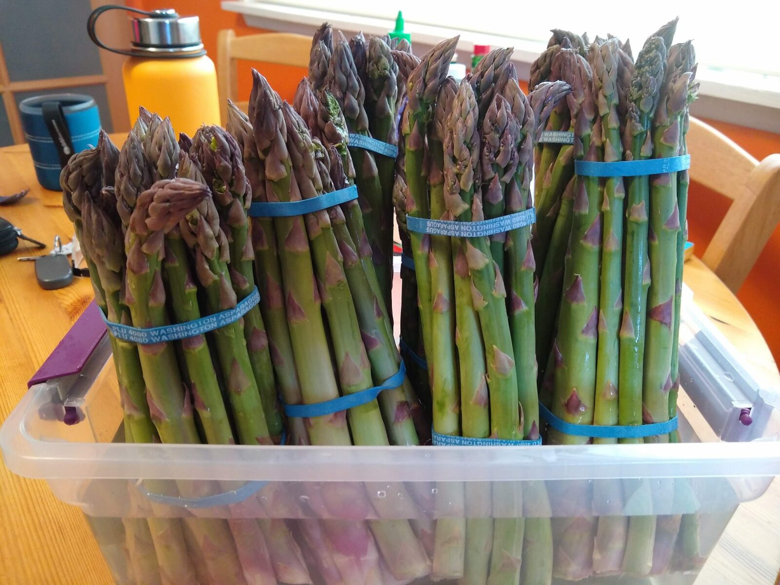 Bundles of asparagus stand up in a plastic container filled with water