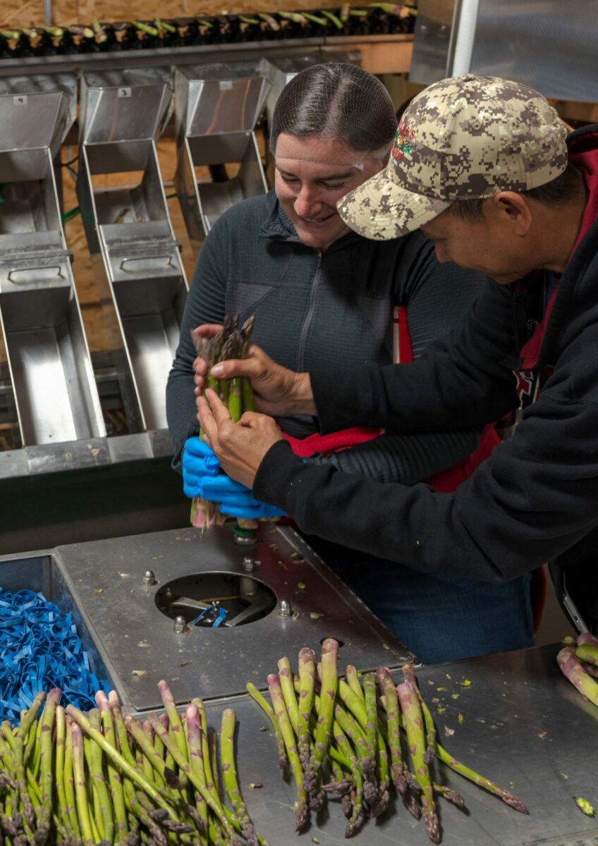 A woman and a man processing asparagus. The asparagus is bundled and boxed for shipment around the country.