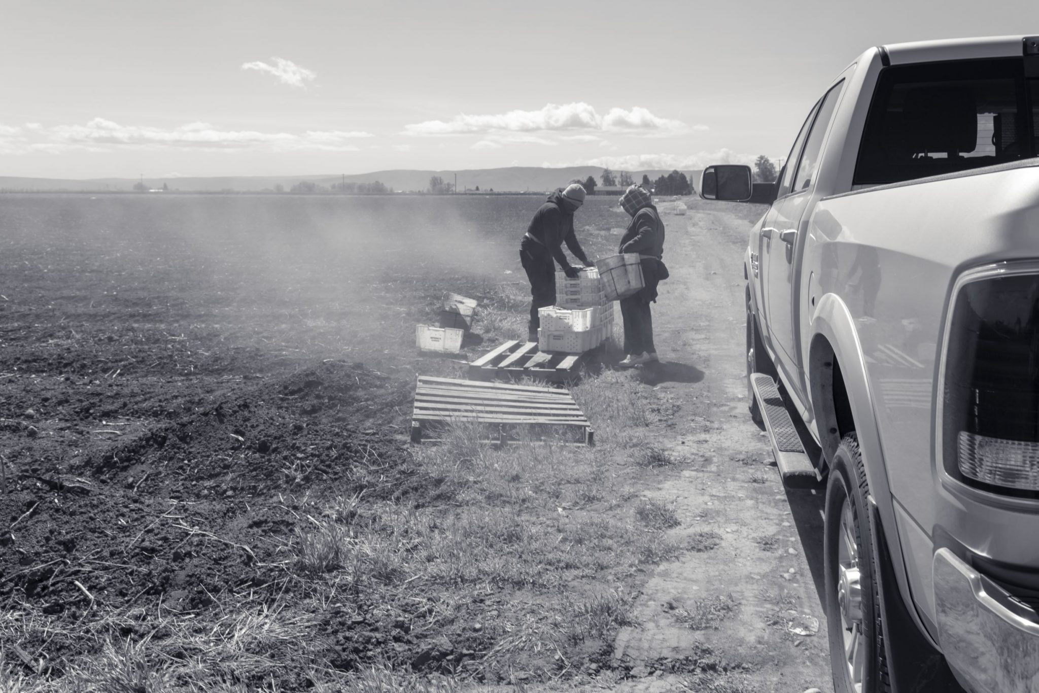 A dusty field on a sunny, windy day. Two people are bundled up against the wind and sun and loading containers with asparagus. On the right is a new pickup truck.