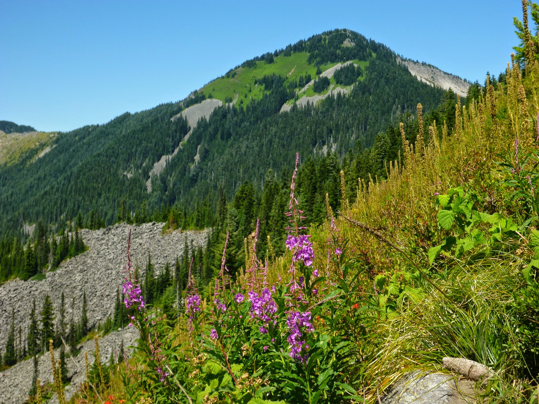 Wildflowers and grass in the foreground, with a distant forested mountain on a sunny day on the Bandera Mountain hike