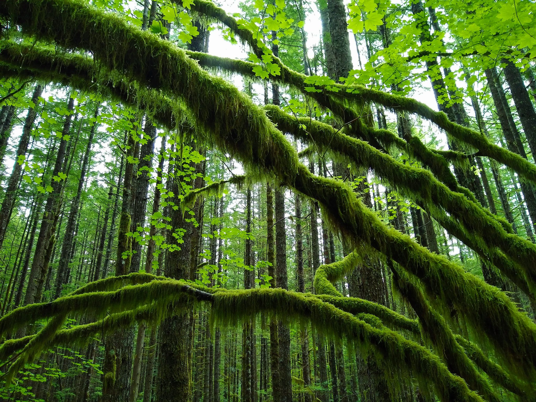 Cedar Butte Hike is a trail through a mossy green forest to a view. The trail has straight, young trees and arches of moss