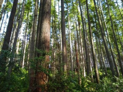 A thick forest of very straight and tall trees with green undergrowth