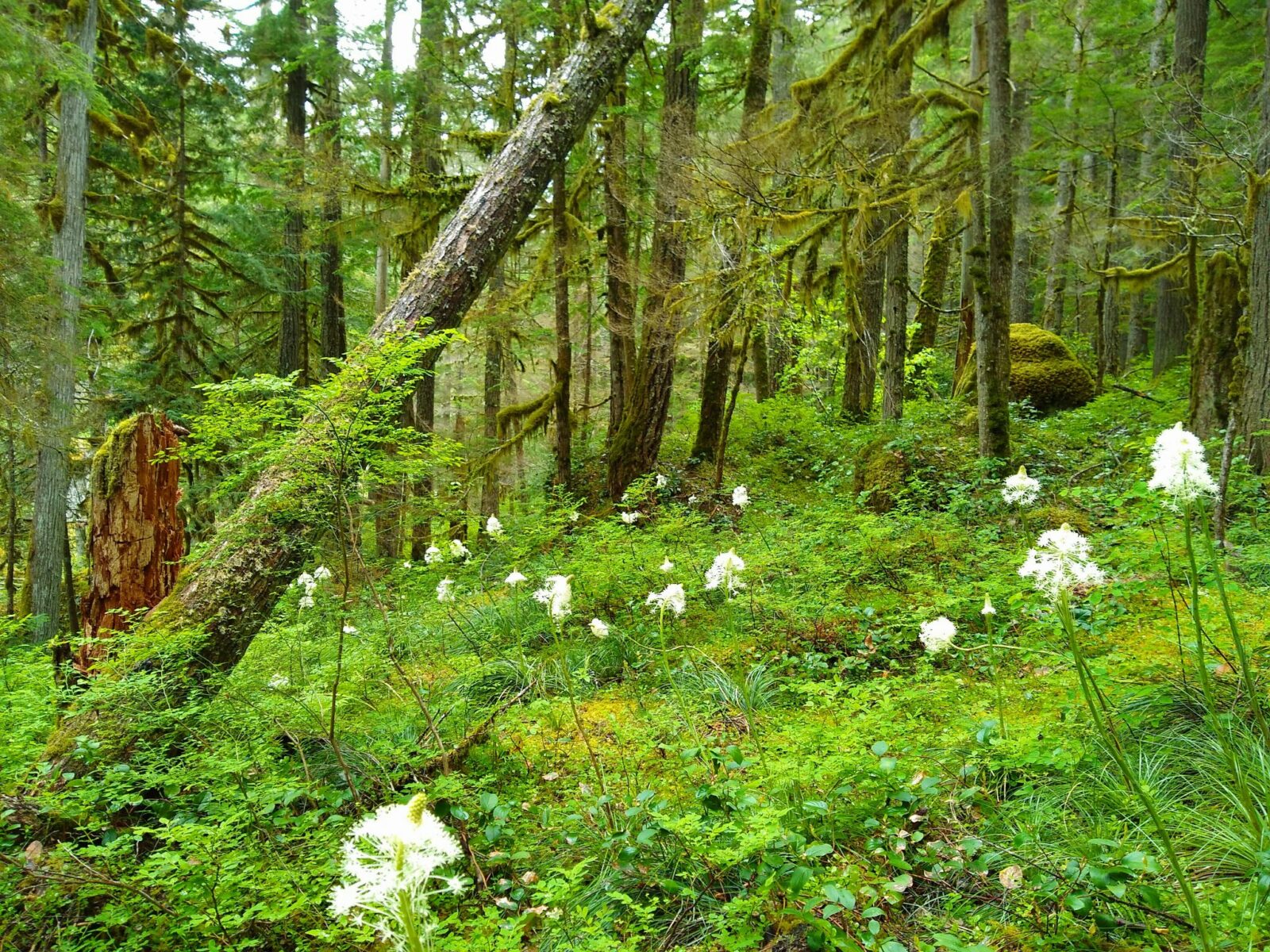 Trees in a forest with green undergrowth and white flowers blooming on the Eastside trail, a good place to avoid crowds